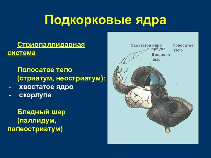 Подкорковые ядра Стриопаллидарная система Полосатое тело (стриатум, неостриатум): хвостатое ядро скорлупа Бледный шар (паллидум, палеостриатум)