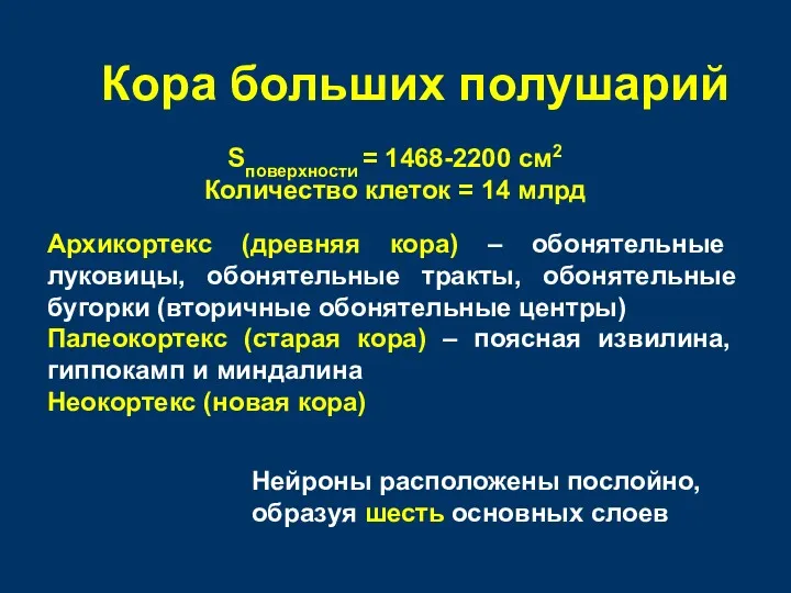 Кора больших полушарий Sповерхности = 1468-2200 см2 Количество клеток =