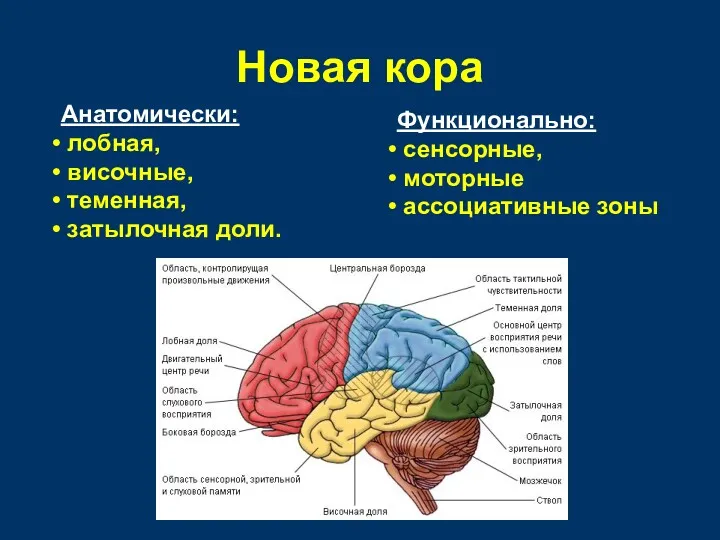 Новая кора Анатомически: лобная, височные, теменная, затылочная доли. Функционально: сенсорные, моторные ассоциативные зоны