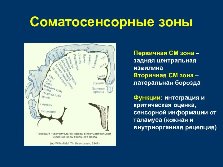 Соматосенсорные зоны Первичная СМ зона – задняя центральная извилина Вторичная