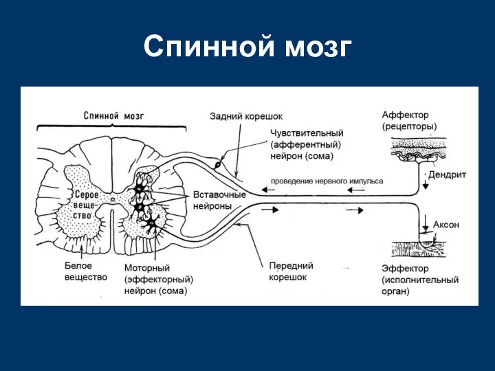 Спинной мозг