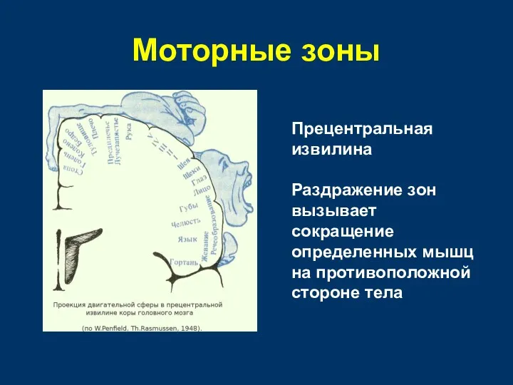 Моторные зоны Прецентральная извилина Раздражение зон вызывает сокращение определенных мышц на противоположной стороне тела