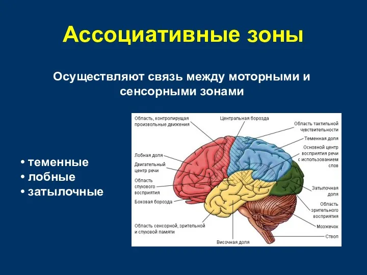 Ассоциативные зоны Осуществляют связь между моторными и сенсорными зонами теменные лобные затылочные