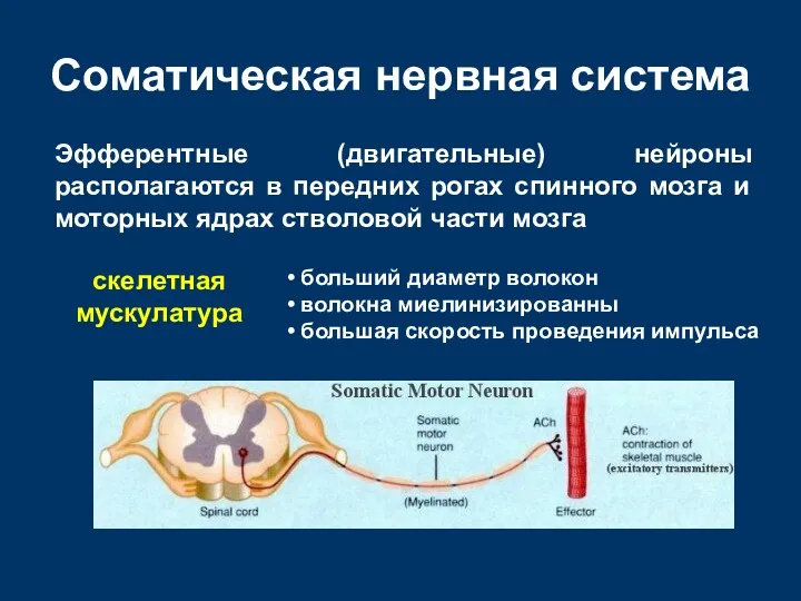 Соматическая нервная система Эфферентные (двигательные) нейроны располагаются в передних рогах