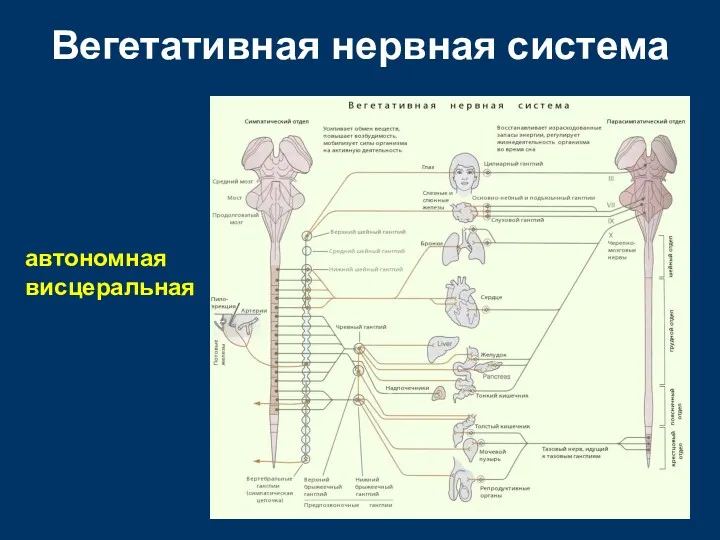 Вегетативная нервная система автономная висцеральная