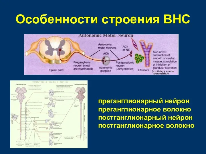 Особенности строения ВНС преганглионарный нейрон преганглионарное волокно постганглионарный нейрон постганглионарное волокно