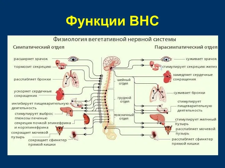 Функции ВНС