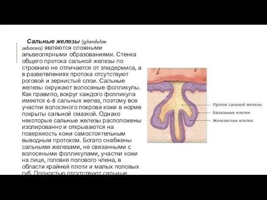 Сальные железы (glandulae sebacea) являются сложными альвеолярными образованиями. Стенка общего протока сальной железы