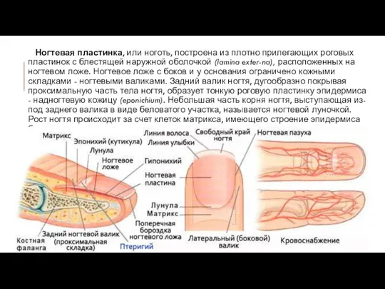 Ногтевая пластинка, или ноготь, построена из плотно прилегающих роговых пластинок с блестящей наружной