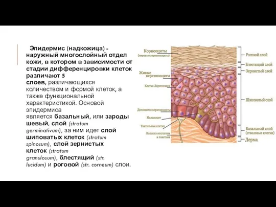 Эпидермис (надкожица) - наружный многослойный отдел кожи, в котором в зависимости от стадии