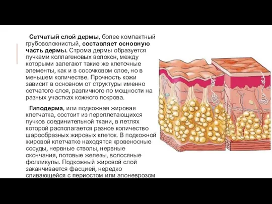 Сетчатый слой дермы, более компактный грубоволокнистый, составляет основную часть дермы. Строма дермы образуется