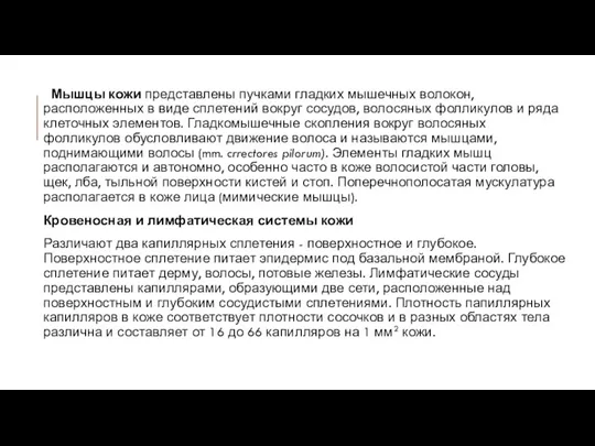 Мышцы кожи представлены пучками гладких мышечных волокон, расположенных в виде сплетений вокруг сосудов,