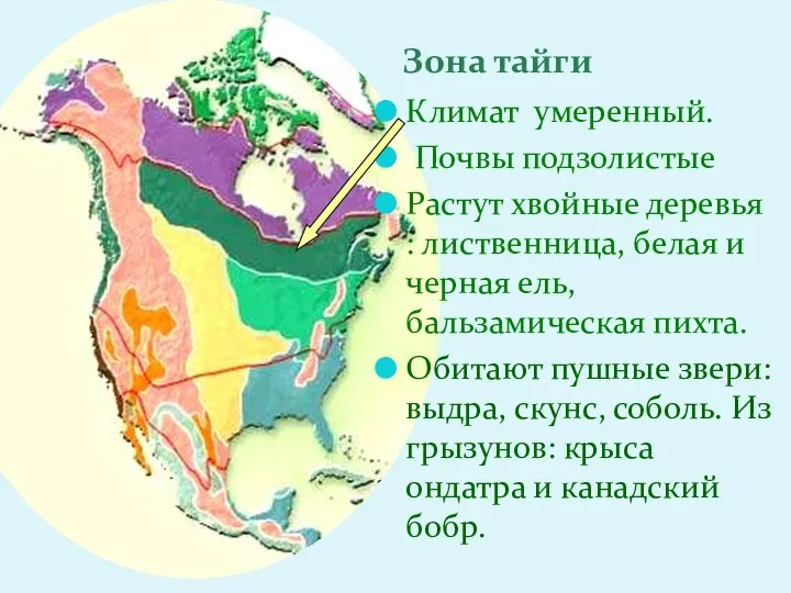 Климат умеренный. Почвы подзолистые Растут хвойные деревья : лиственница, белая