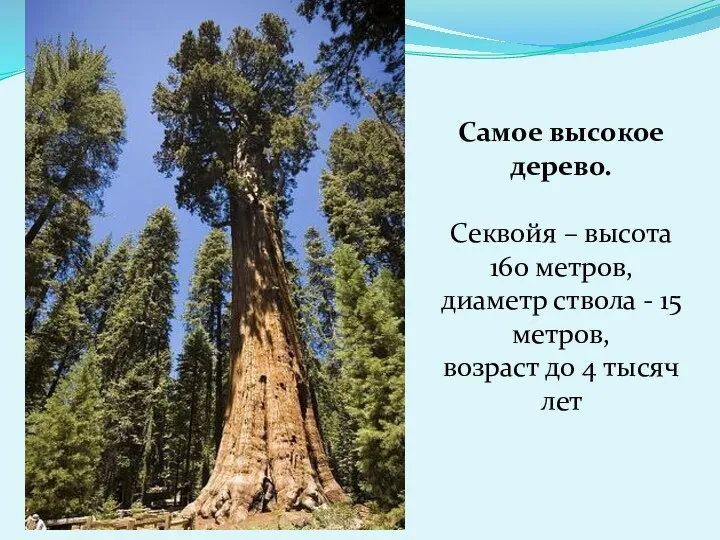 Самое высокое дерево. Секвойя – высота 160 метров, диаметр ствола