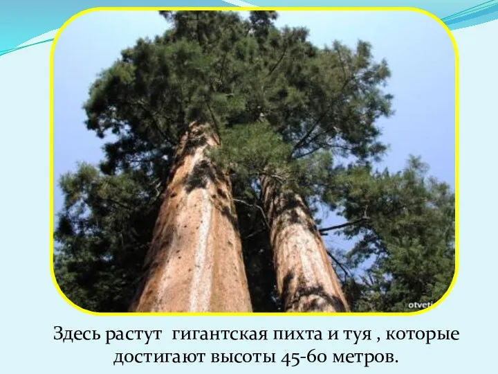 Здесь растут гигантская пихта и туя , которые достигают высоты 45-60 метров.