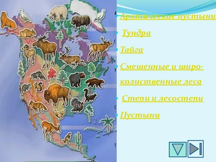 Арктические пустыни Тундра Тайга Смешенные и широ-колиственные леса Степи и лесостепи Пустыни