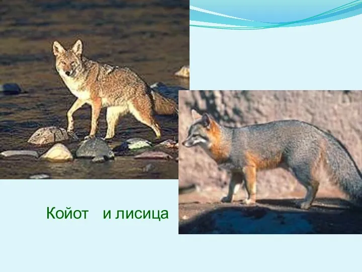 Койот и лисица