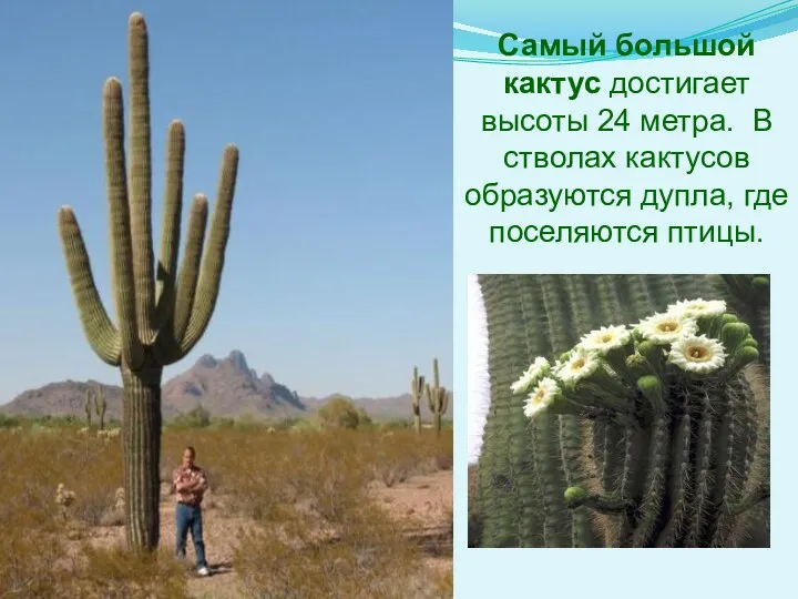 Самый большой кактус достигает высоты 24 метра. В стволах кактусов образуются дупла, где поселяются птицы.