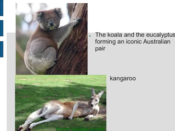 The koala and the eucalyptus forming an iconic Australian pair kangaroo