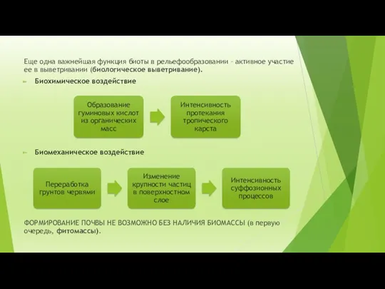 Еще одна важнейшая функция биоты в рельефообразовании – активное участие