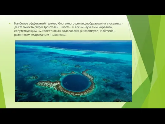 Наиболее эффектный пример биогенного рельефообразования в океанах – деятельность рифостроителей.
