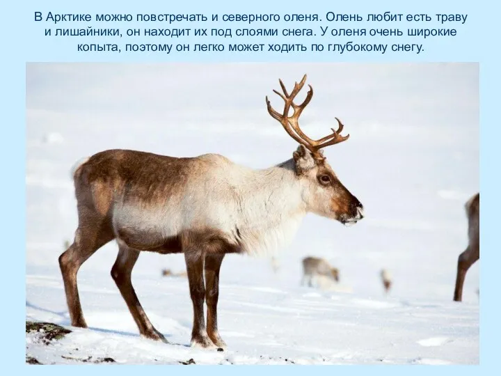 В Арктике можно повстречать и северного оленя. Олень любит есть траву и лишайники,