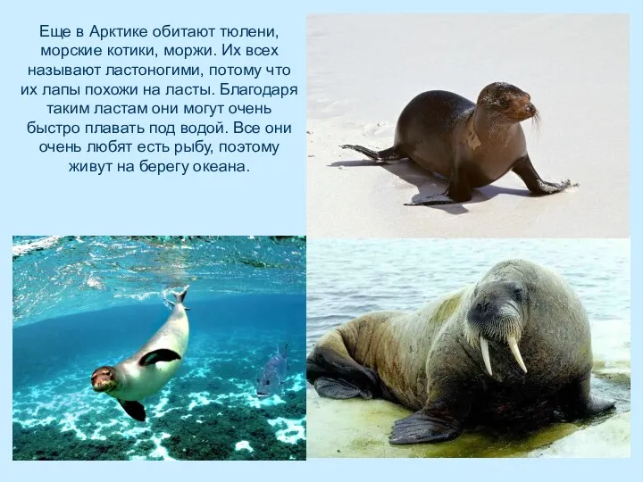 Еще в Арктике обитают тюлени, морские котики, моржи. Их всех называют ластоногими, потому