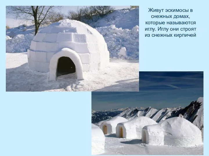Живут эскимосы в снежных домах, которые называются иглу. Иглу они строят из снежных кирпичей