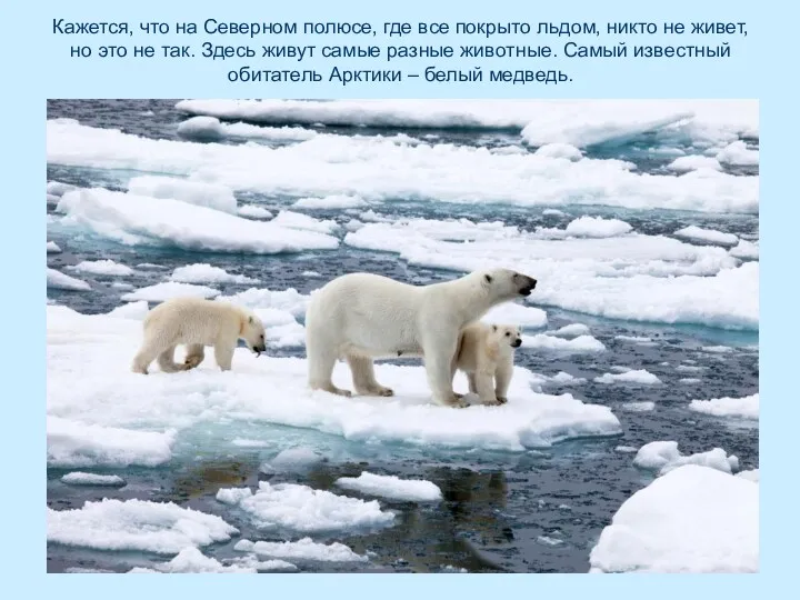 Кажется, что на Северном полюсе, где все покрыто льдом, никто не живет, но