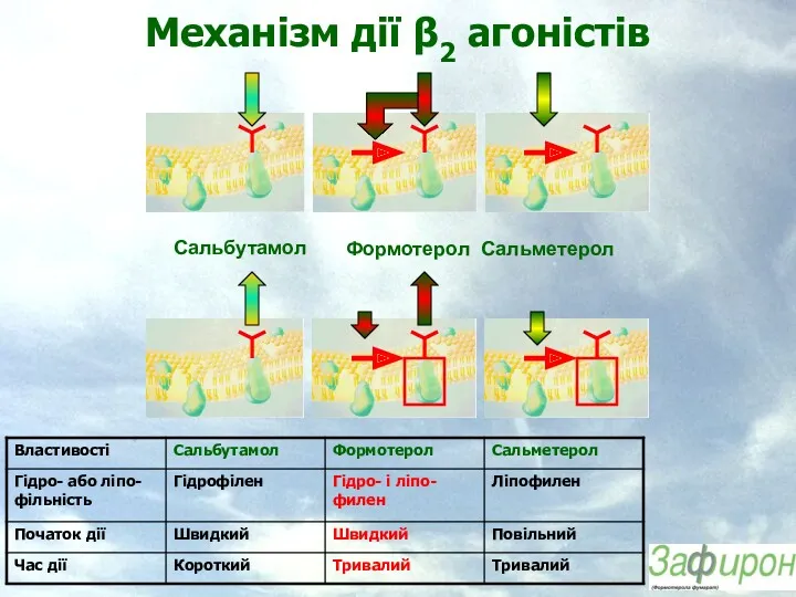 Механізм дії β2 агоністів Сальбутамол Формотерол Сальметерол