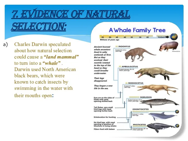 7. EVIDENCE OF NATURAL SELECTION: Charles Darwin speculated about how