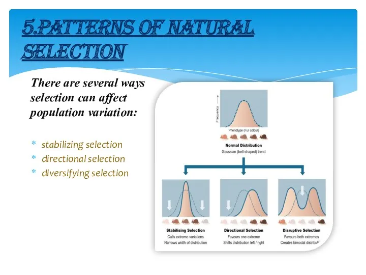 5.PATTERNS OF NATURAL SELECTION There are several ways selection can