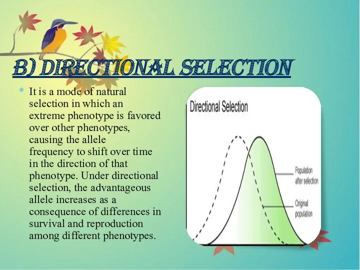 B) DIRECTIONAL SELECTION It is a mode of natural selection