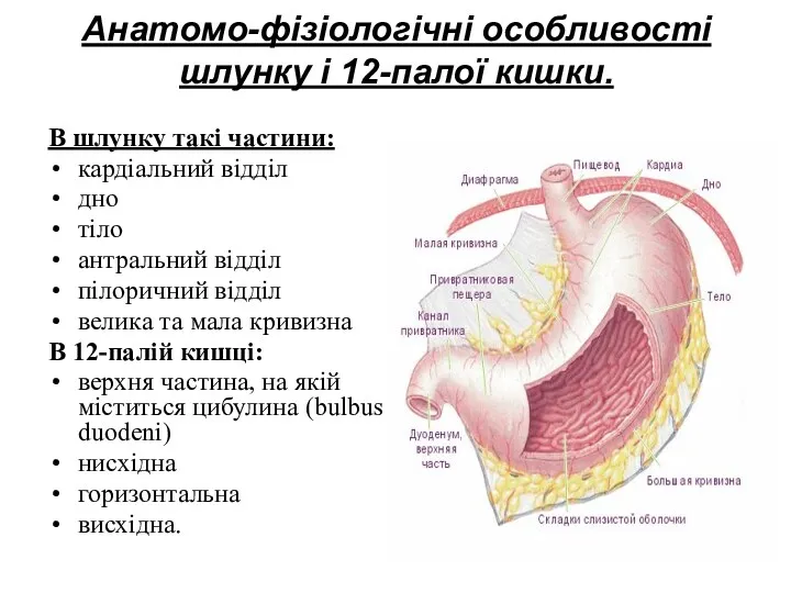 Анатомо-фізіологічні особливості шлунку і 12-палої кишки. В шлунку такі частини: