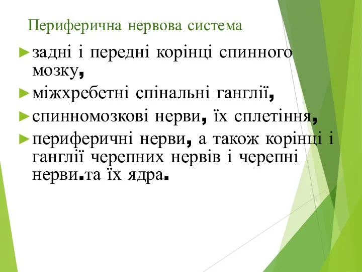 Периферична нервова система задні і передні корінці спинного мозку, міжхребетні