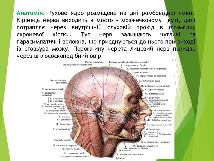 Анатомія. Рухове ядро розміщене на дні ромбовідної ямки. Кірінець нерва