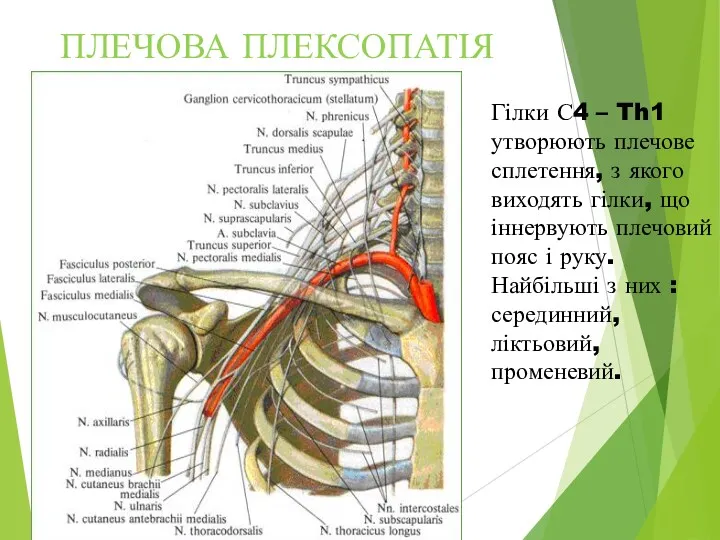 Гілки С4 – Th1 утворюють плечове сплетення, з якого виходять