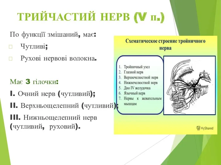 По функцїї змішаний, має: Чутливі; Рухові нервові волокна. Має 3