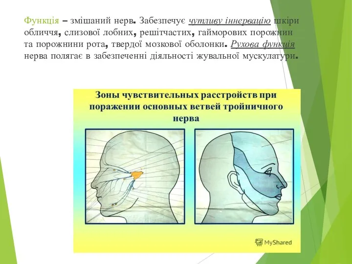 Функція – змішаний нерв. Забезпечує чутливу іннервацію шкіри обличчя, слизової