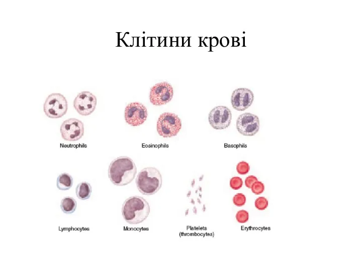 Клітини крові