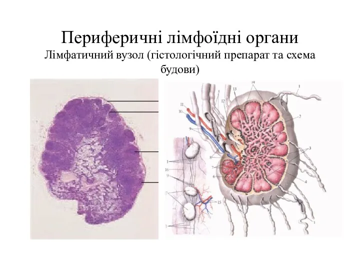 Периферичні лімфоїдні органи Лімфатичний вузол (гістологічний препарат та схема будови)