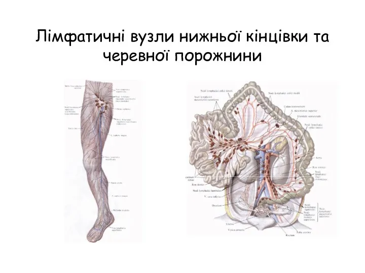 Лімфатичні вузли нижньої кінцівки та черевної порожнини