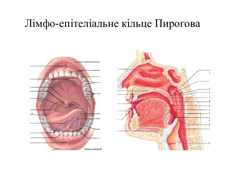 Лімфо-епітеліальне кільце Пирогова