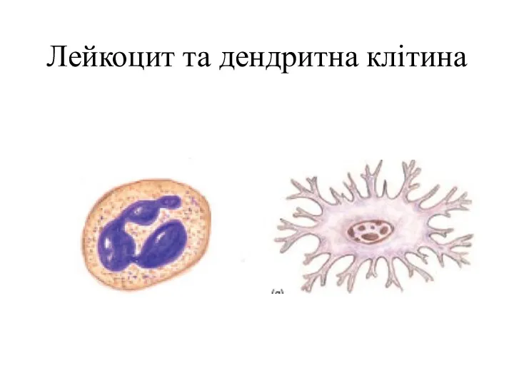 Лейкоцит та дендритна клітина