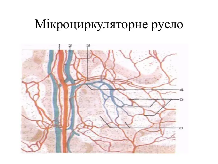 Мікроциркуляторне русло