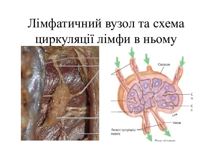 Лімфатичний вузол та схема циркуляції лімфи в ньому