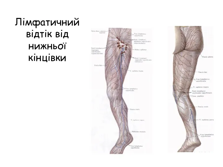 Лімфатичний відтік від нижньої кінцівки