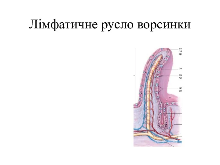 Лімфатичне русло ворсинки