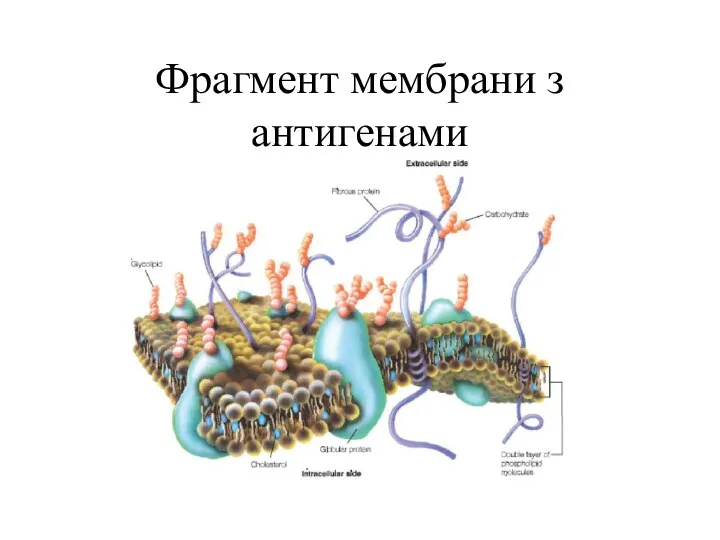 Фрагмент мембрани з антигенами