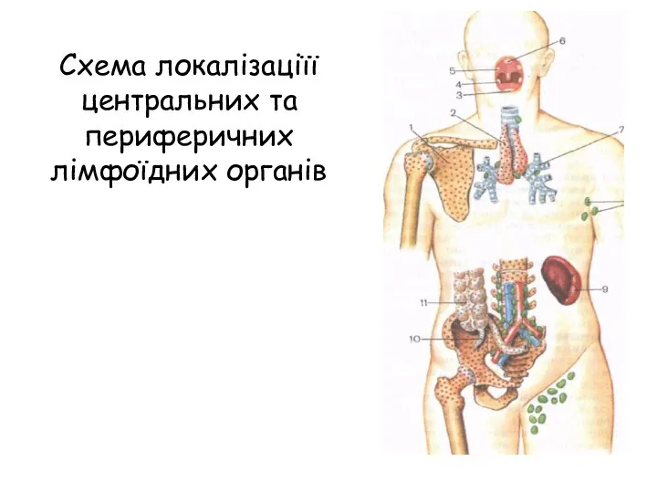 Схема локалізаціїї центральних та периферичних лімфоїдних органів